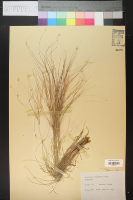 Aristida purpurea var. longiseta image