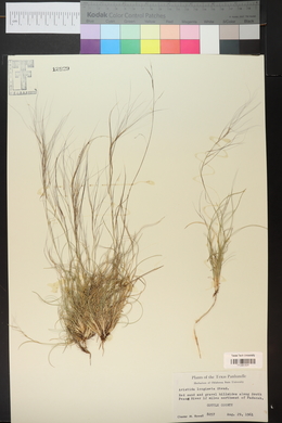 Aristida purpurea var. longiseta image