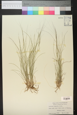 Aristida purpurea var. longiseta image