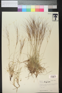 Aristida purpurea var. longiseta image