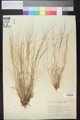 Aristida purpurea var. longiseta image