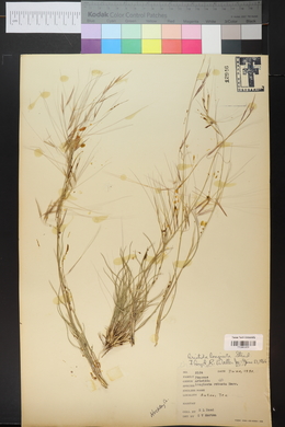 Aristida purpurea var. longiseta image