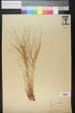 Aristida purpurea var. longiseta image