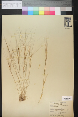 Aristida purpurea var. longiseta image