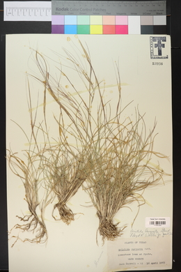 Aristida purpurea var. longiseta image