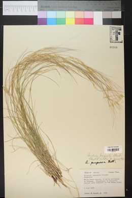 Aristida purpurea var. longiseta image