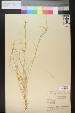 Aristida purpurea var. longiseta image