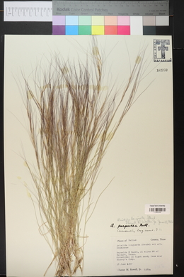 Aristida purpurea var. longiseta image