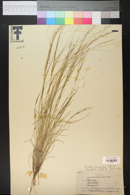 Aristida purpurea var. longiseta image