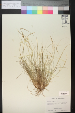 Aristida purpurea var. longiseta image