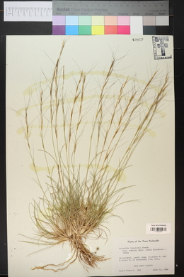 Aristida purpurea var. longiseta image