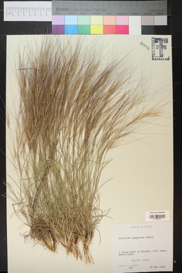 Aristida purpurea var. longiseta image