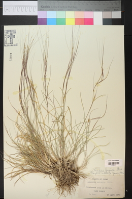 Aristida purpurea var. longiseta image