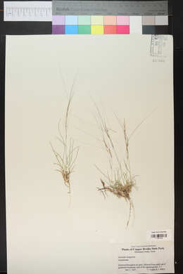 Aristida purpurea var. longiseta image