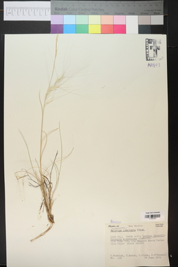 Aristida purpurea var. longiseta image