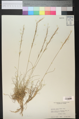 Aristida purpurea var. nealleyi image