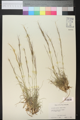 Aristida purpurea var. nealleyi image