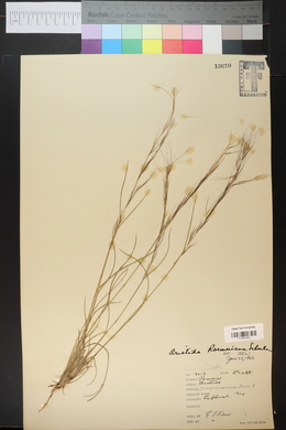 Aristida purpurea var. purpurea image