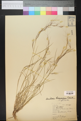 Aristida purpurea var. purpurea image