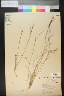 Aristida purpurea var. purpurea image