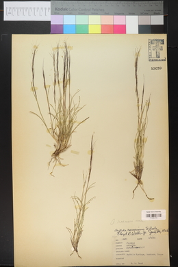 Aristida purpurea var. purpurea image