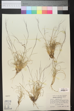 Aristida purpurea var. purpurea image