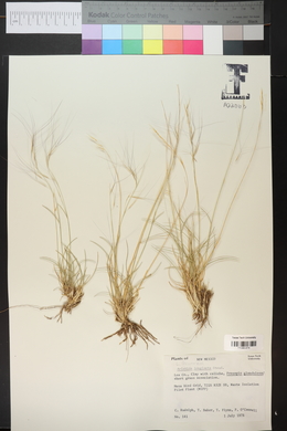 Aristida purpurea var. longiseta image