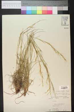 Aristida purpurea var. wrightii image