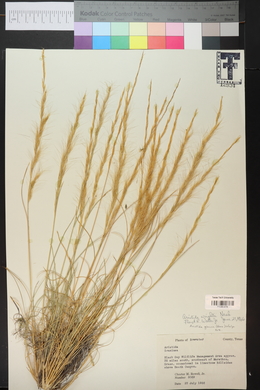 Aristida purpurea var. wrightii image