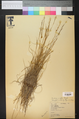 Aristida purpurea var. wrightii image