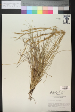 Aristida purpurea var. wrightii image