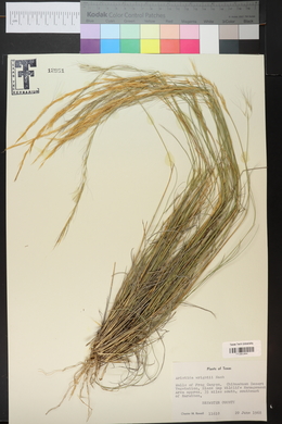 Aristida purpurea var. wrightii image