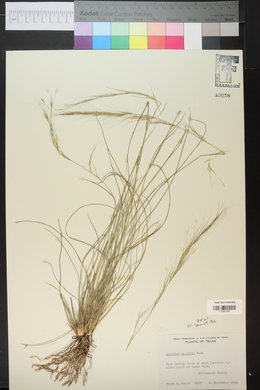 Aristida purpurea var. wrightii image