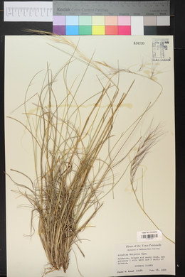 Aristida purpurea var. wrightii image