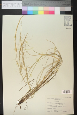 Aristida purpurea var. wrightii image