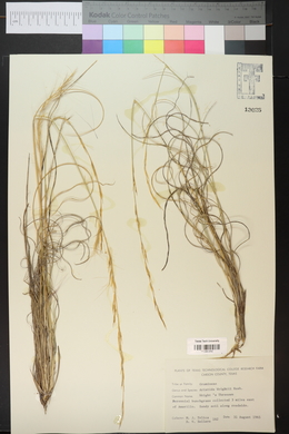 Aristida purpurea var. wrightii image