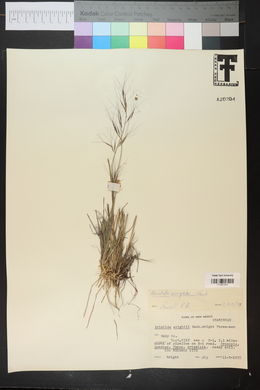 Aristida purpurea var. wrightii image