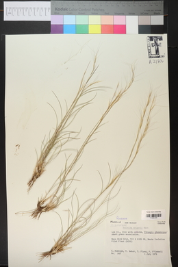 Aristida purpurea var. wrightii image