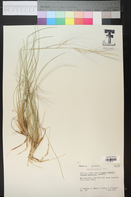 Aristida purpurea var. wrightii image