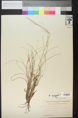 Aristida purpurea var. wrightii image