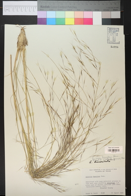 Aristida ternipes image