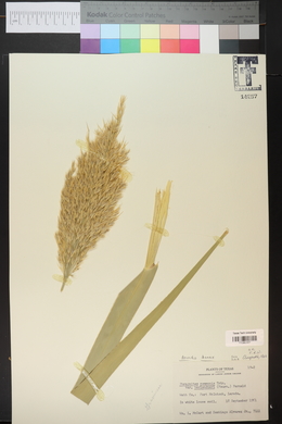 Arundo donax image