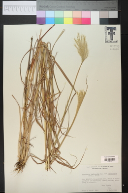 Bothriochloa barbinodis image