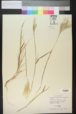 Bothriochloa barbinodis image