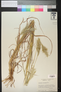 Bothriochloa barbinodis image