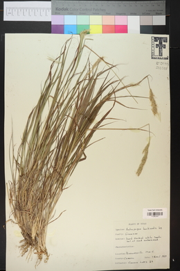 Bothriochloa barbinodis image