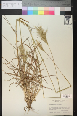 Bothriochloa barbinodis image