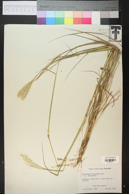 Bothriochloa barbinodis image