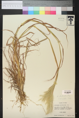 Bothriochloa barbinodis image