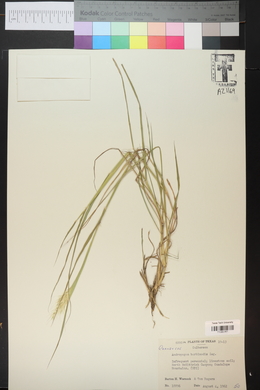 Bothriochloa barbinodis image